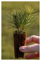 Pinus mugo Pumilio
